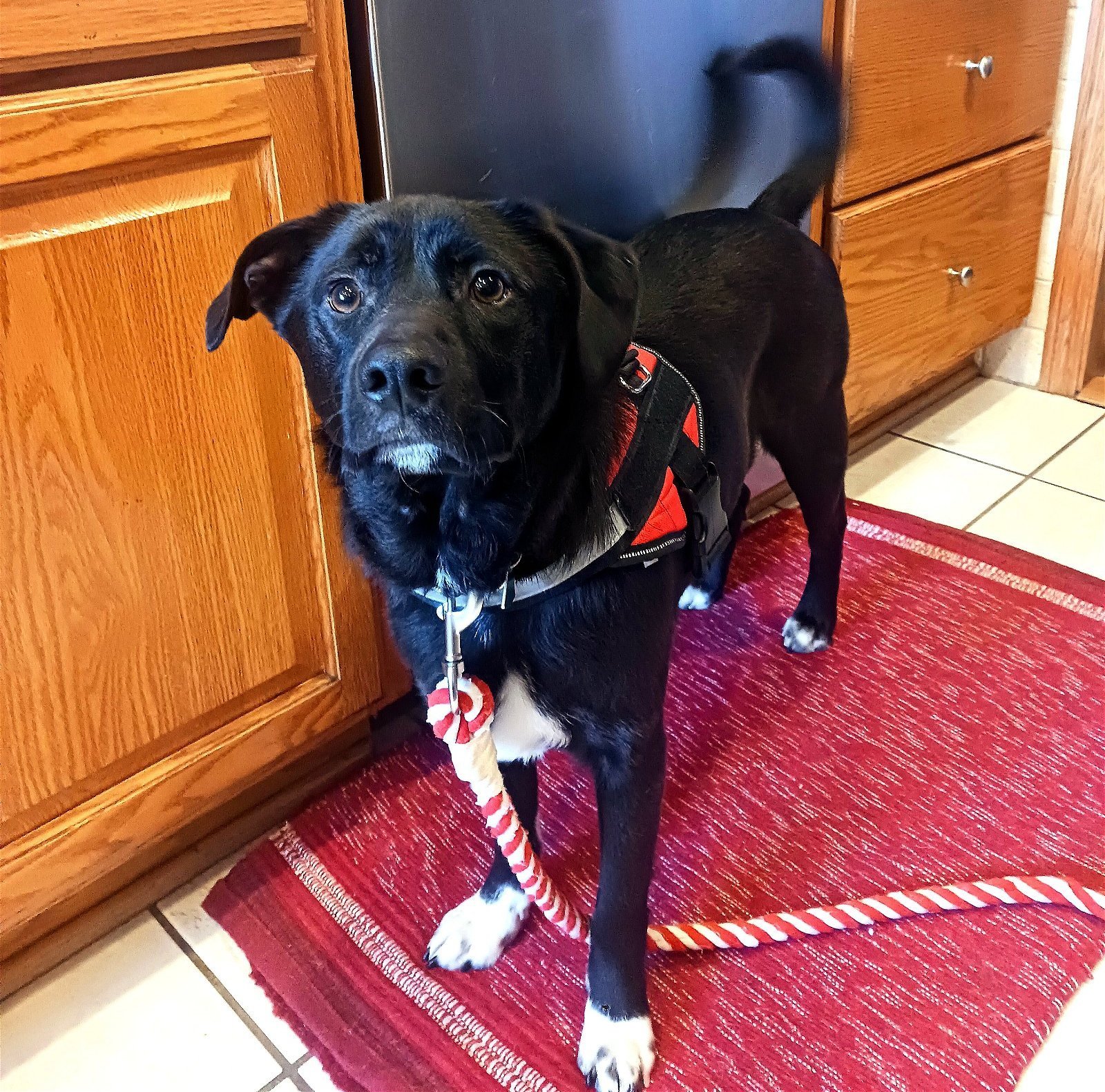 adoptable Dog in Princeton, MN named Hoover