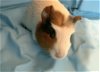 adoptable Guinea Pig in  named Letti