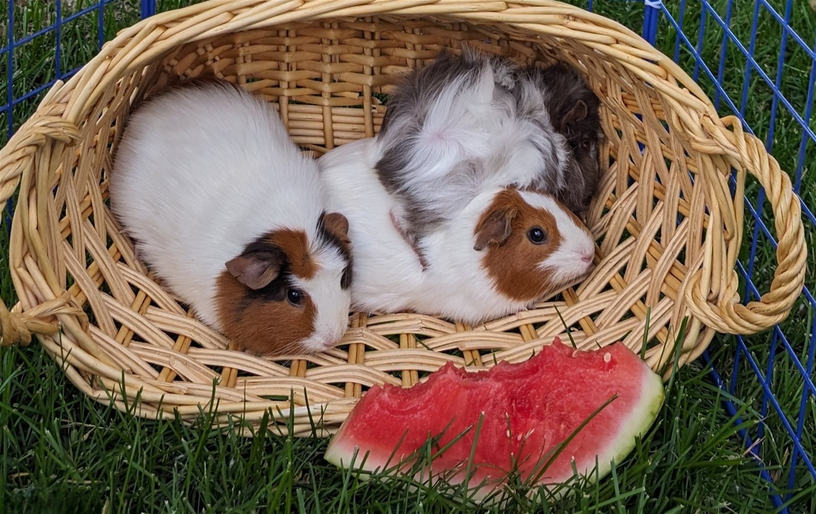 adoptable Guinea Pig in Princeton, MN named Letti