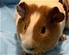 adoptable Guinea Pig in  named Mia