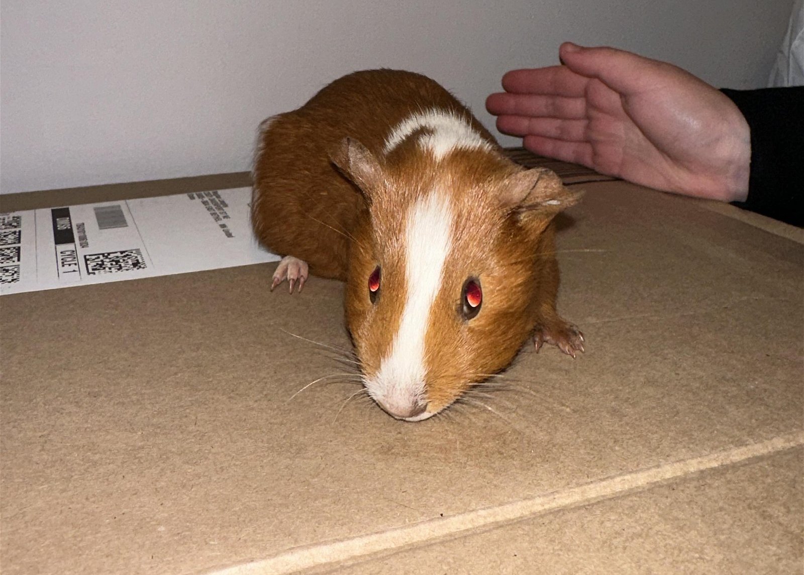 Guinea Pig adoption in Princeton, MN 55371 Guinea Pig / Mixed (short