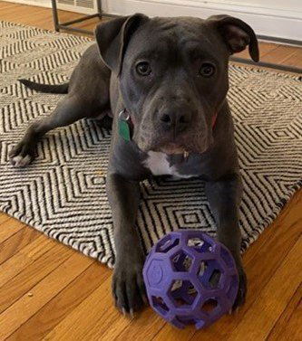 picture of the dog needing adoption