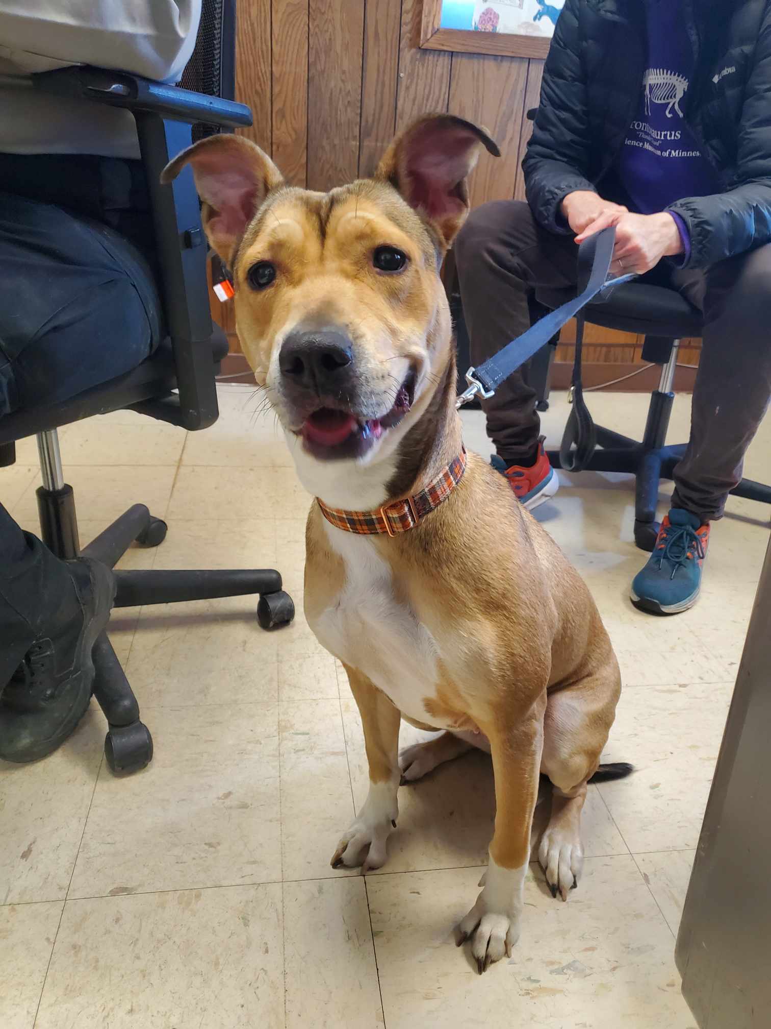 Dog for Adoption - Gwennie, a Pit Bull Terrier in White Bear Lake, MN ...