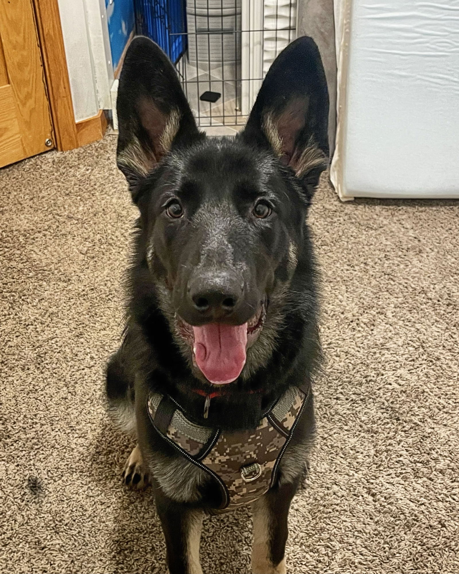 Dog for Adoption - Kasper, a German Shepherd Dog in Saint Cloud, MN ...