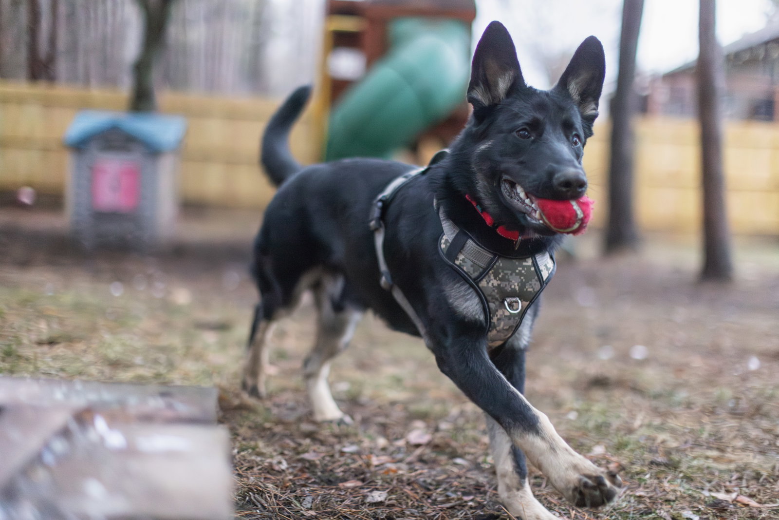 Dog for Adoption - Kasper, a German Shepherd Dog in Saint Cloud, MN ...