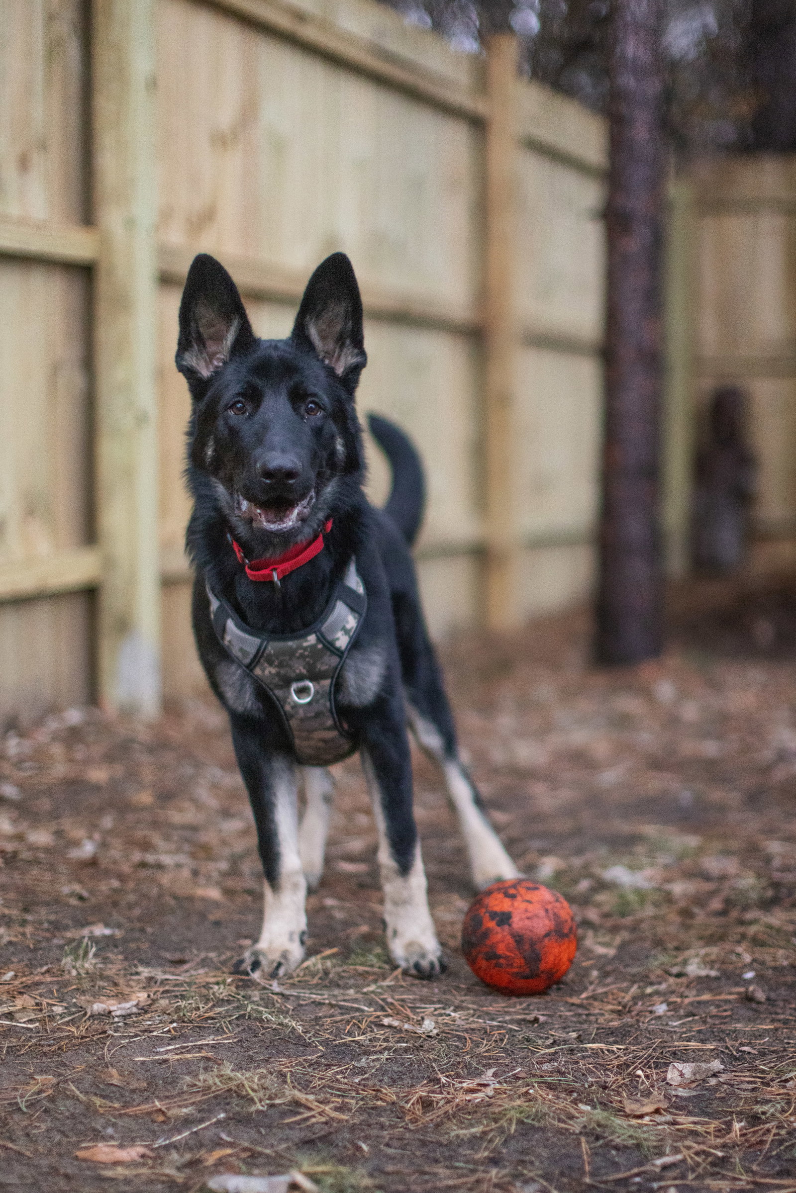 Dog for Adoption - Kasper, a German Shepherd Dog in Saint Cloud, MN ...
