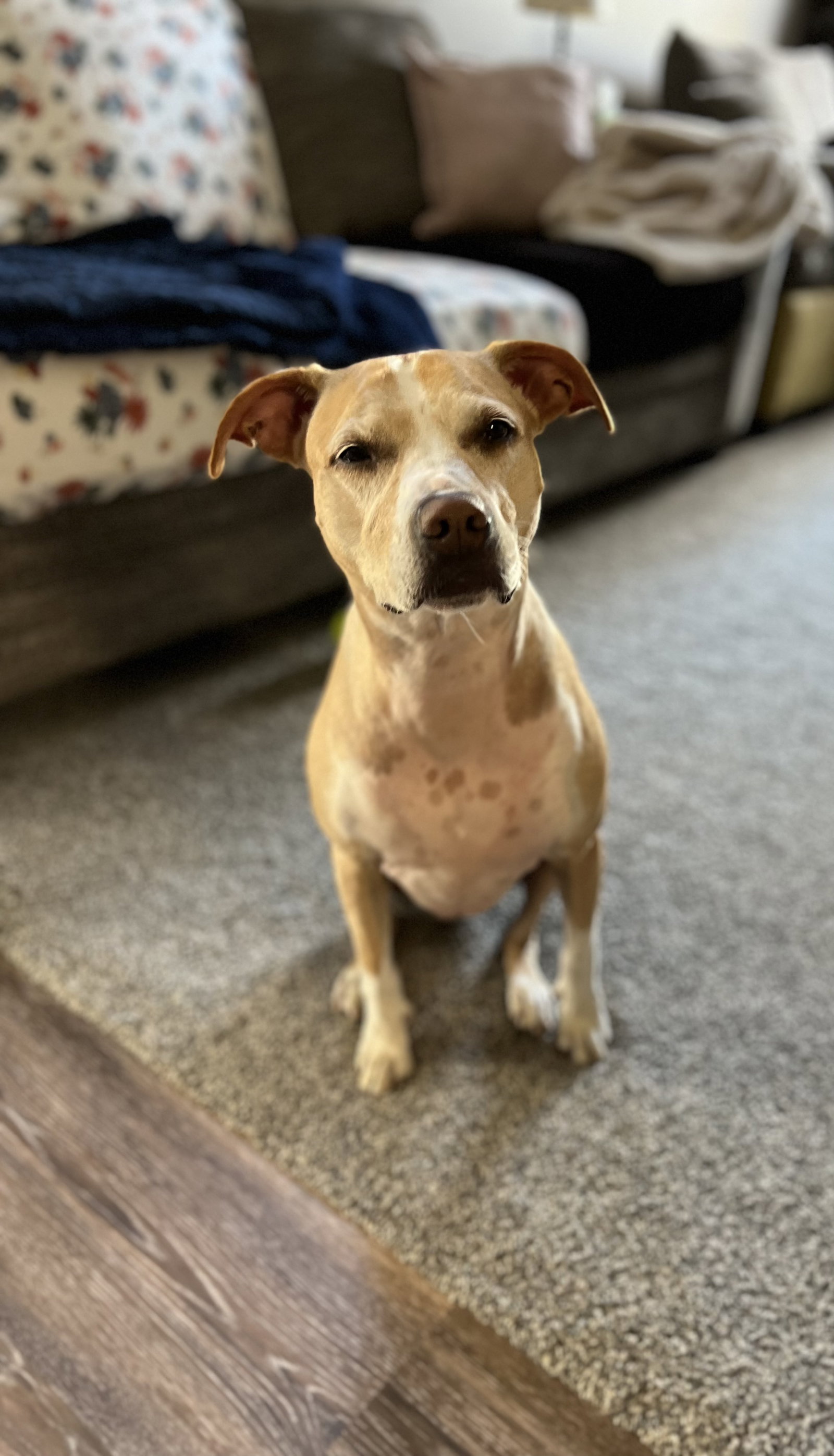 Dog for Adoption Peaches, a Pit Bull Terrier in Rogers, MN Alpha Paw