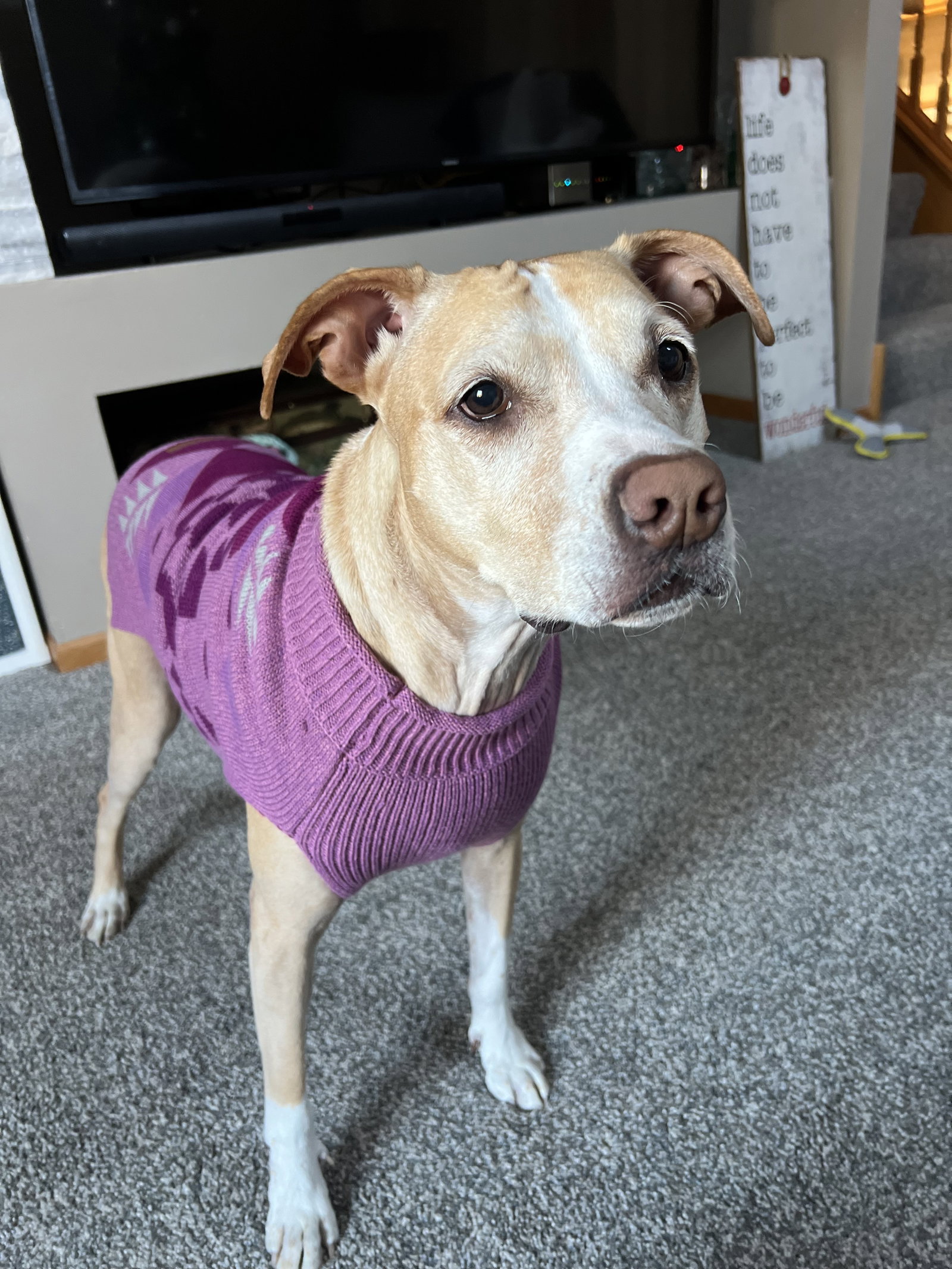 Dog for Adoption Peaches, a Pit Bull Terrier in Rogers, MN Alpha Paw