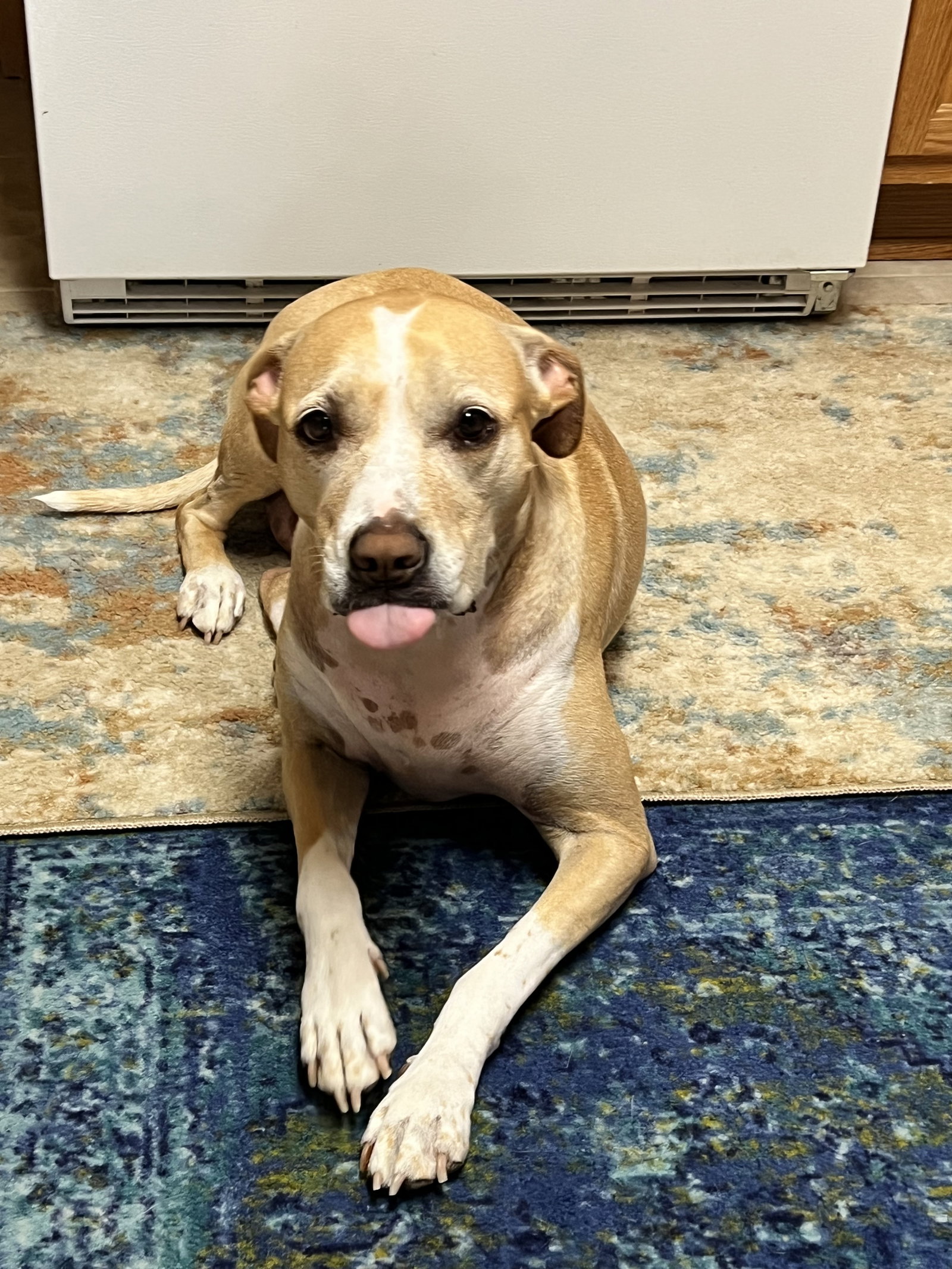 Dog for Adoption Peaches, a Pit Bull Terrier in Royalton, MN Alpha Paw