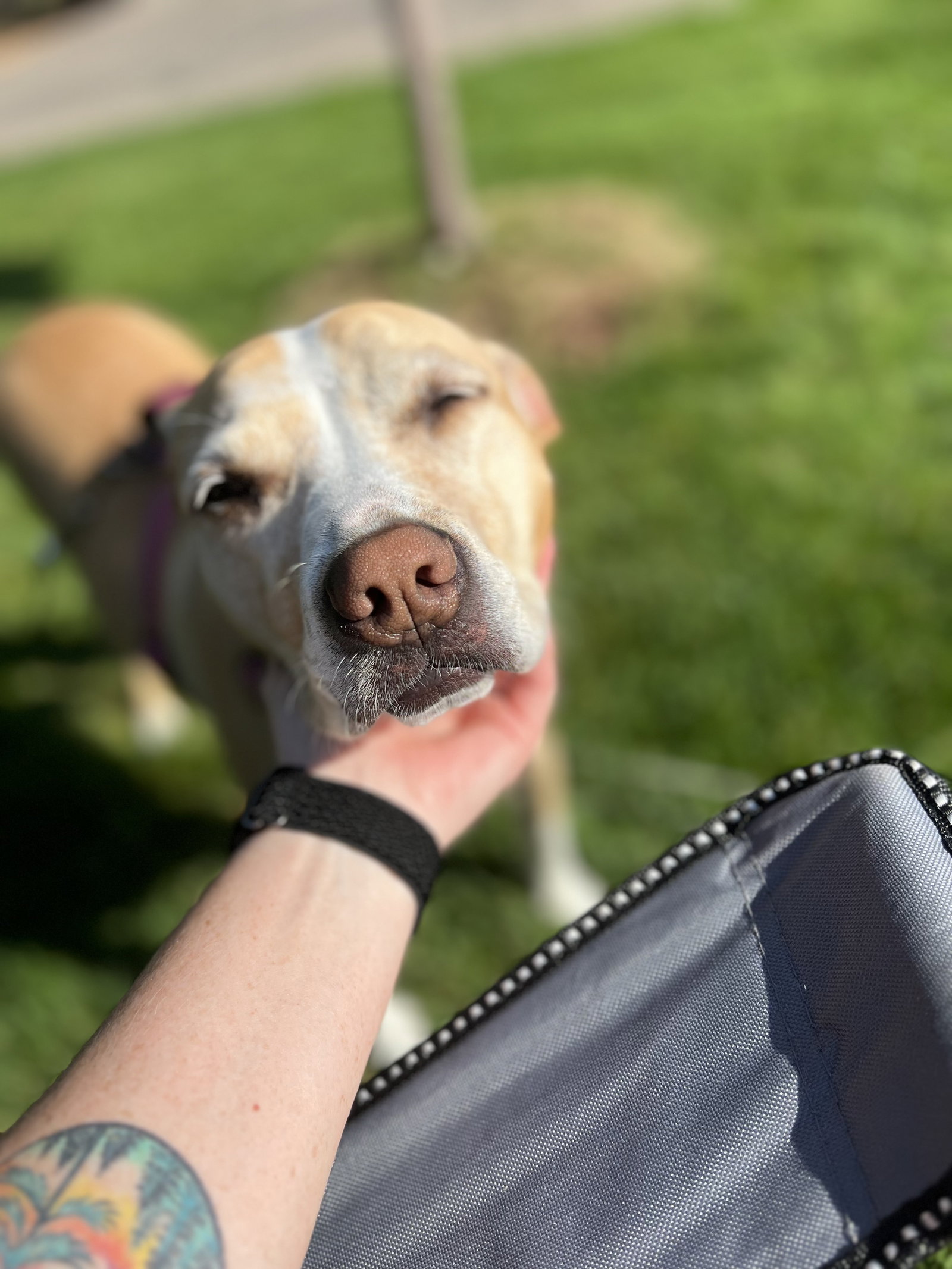 Dog for Adoption Peaches, a Pit Bull Terrier in Brooklyn Park, MN