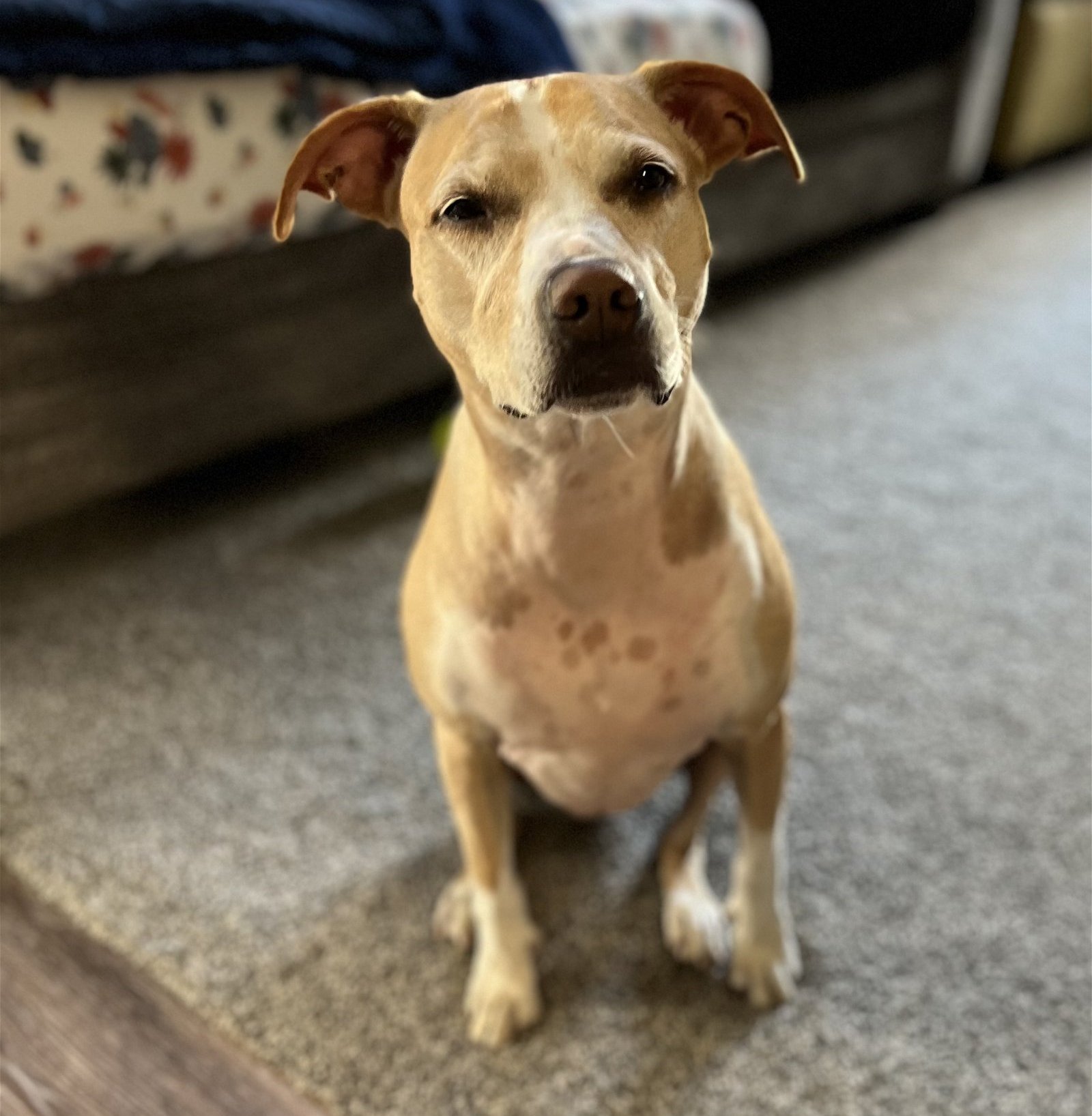 Dog for Adoption Peaches, a Pit Bull Terrier in Royalton, MN Alpha Paw