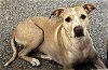 adoptable Dog in princeton, MN named Peaches