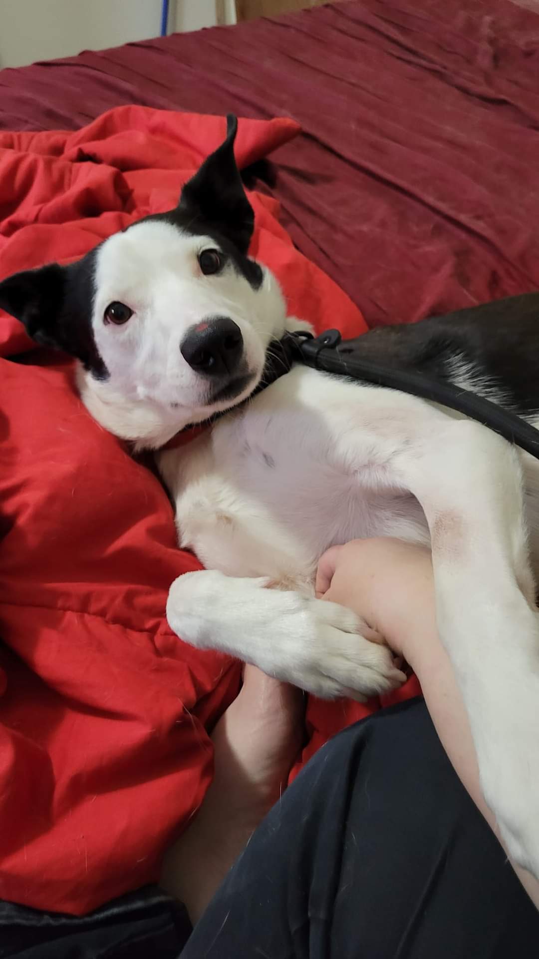 Dog for Adoption Desmond, a Border Collie in Stearns County, MN