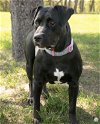 adoptable Dog in princeton, MN named Noelle