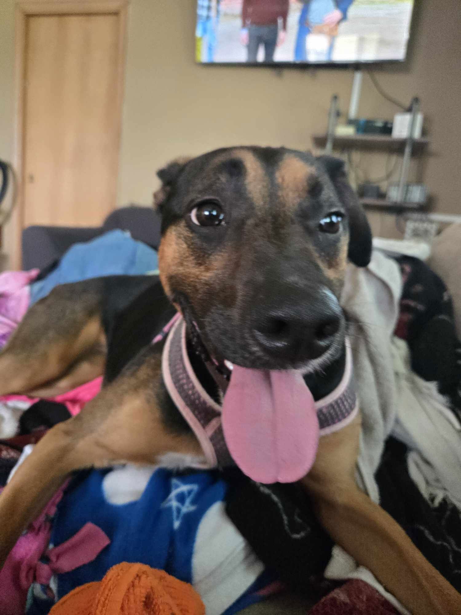adoptable Dog in Princeton, MN named Osaka