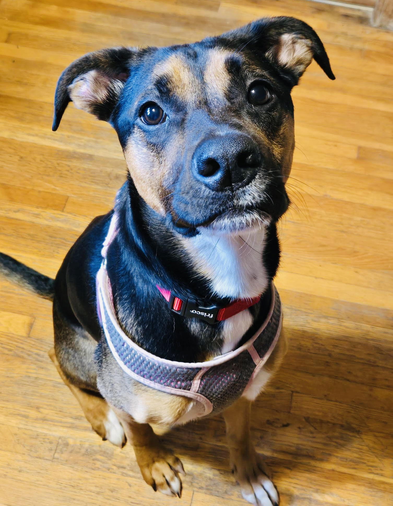 adoptable Dog in Princeton, MN named Osaka