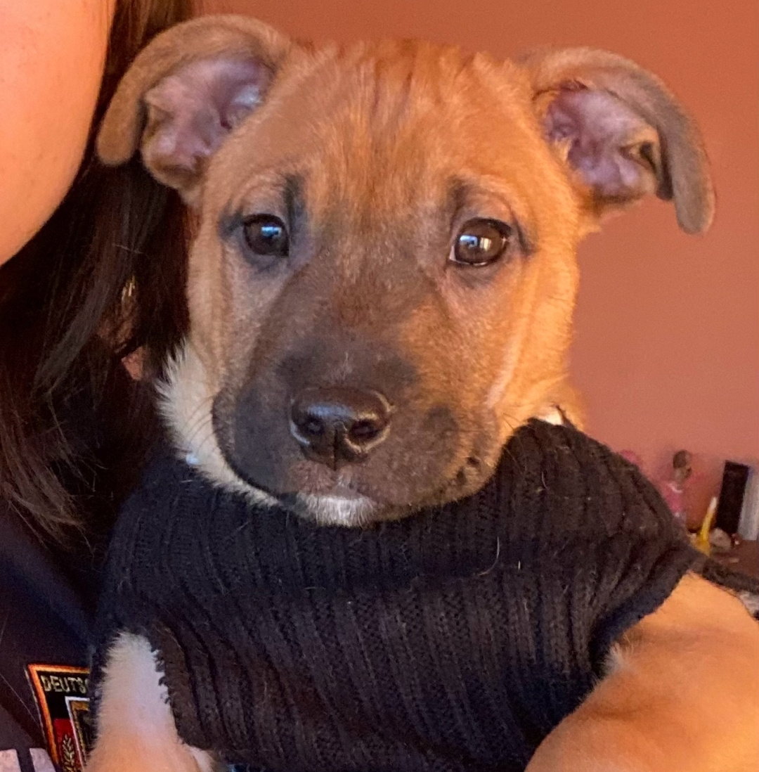 Dog adoption in Princeton, MN 55371 Terrier / German Shepherd Dog