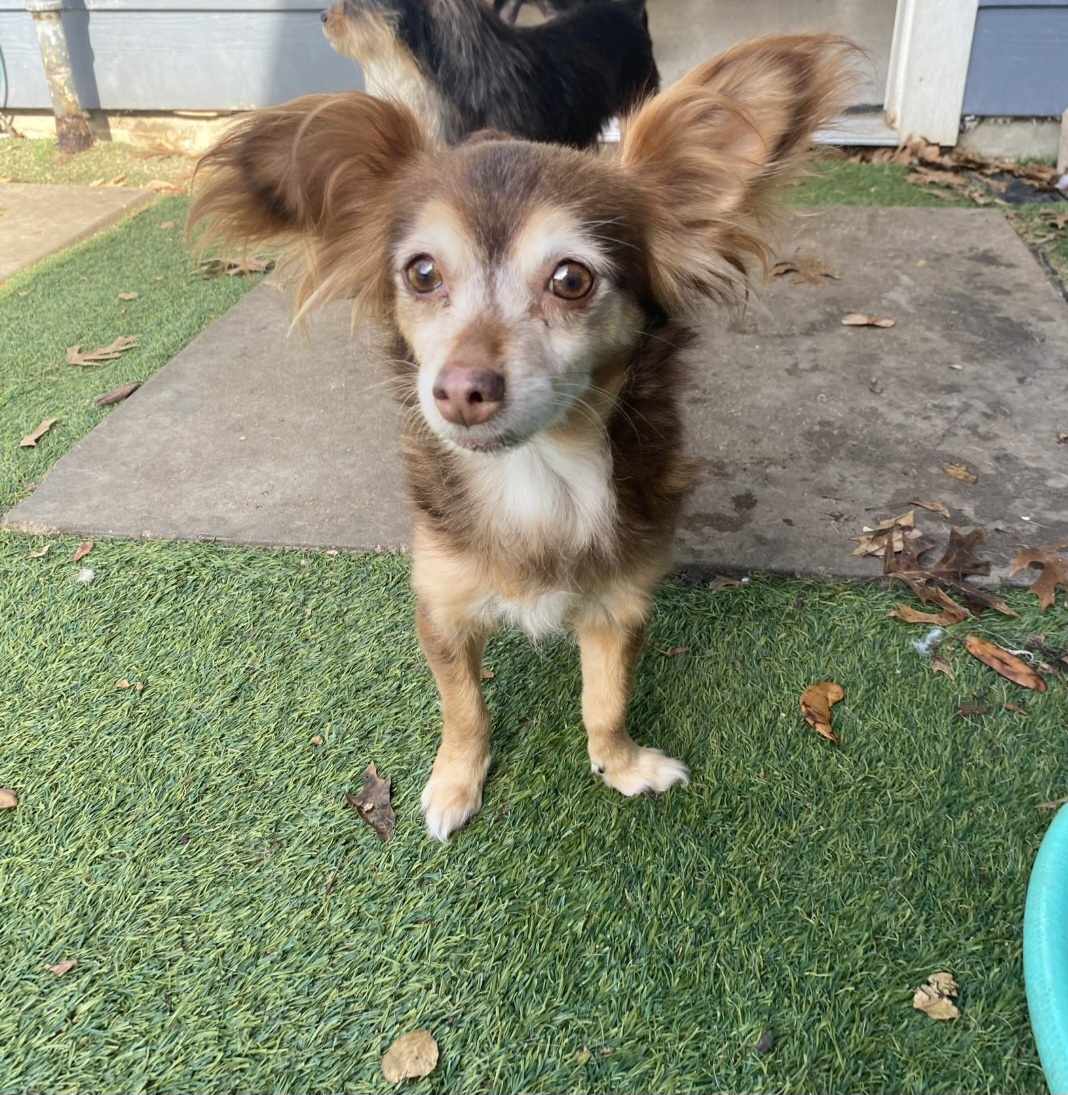 Dog for Adoption Marlo *Arriving 1/27*, a Papillon in Columbus, MN Alpha Paw