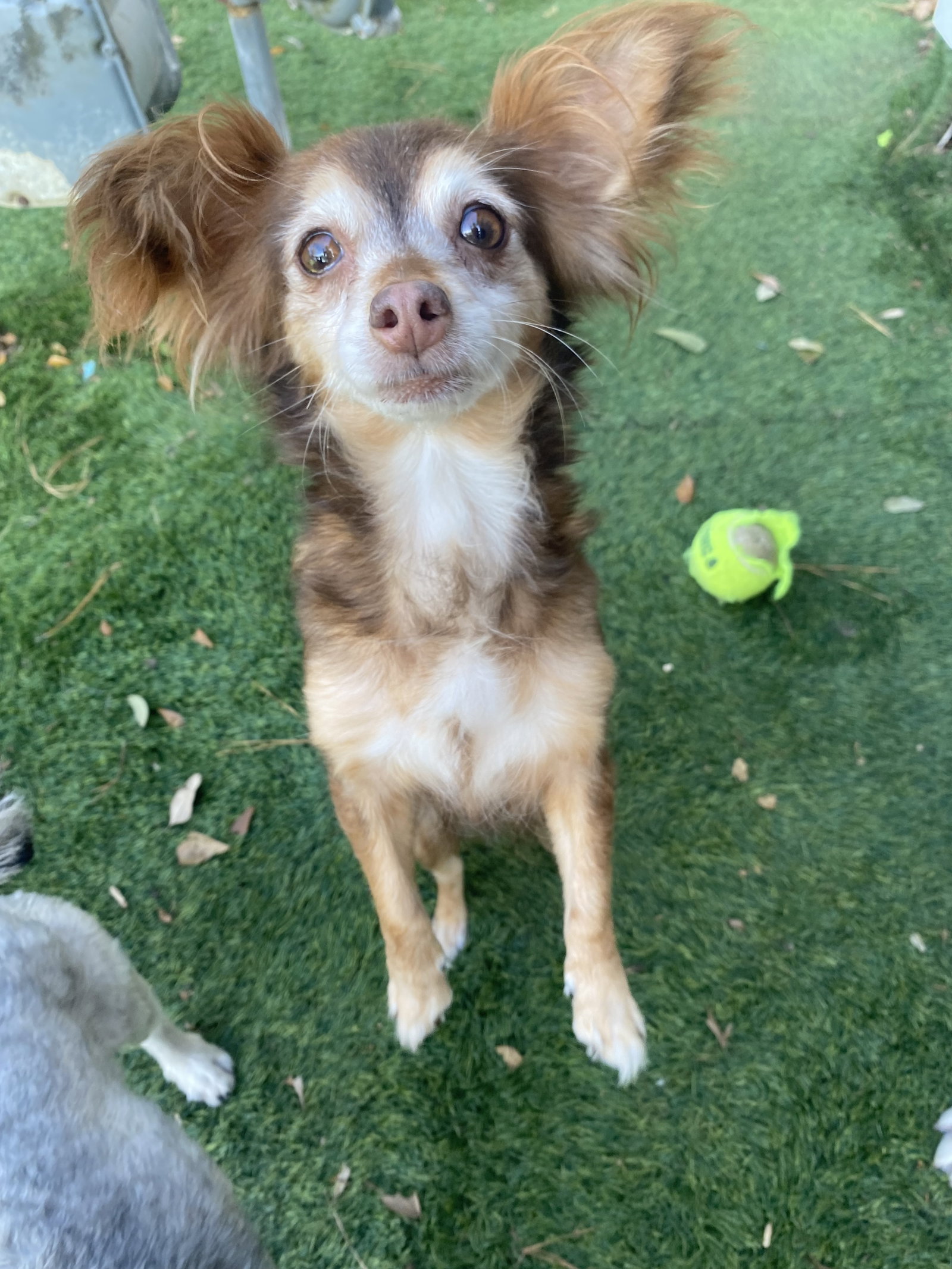 Dog for Adoption Marlo *Arriving 1/27*, a Papillon in Columbus, MN Alpha Paw