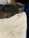 adoptable Cat in princeton, MN named Smokey