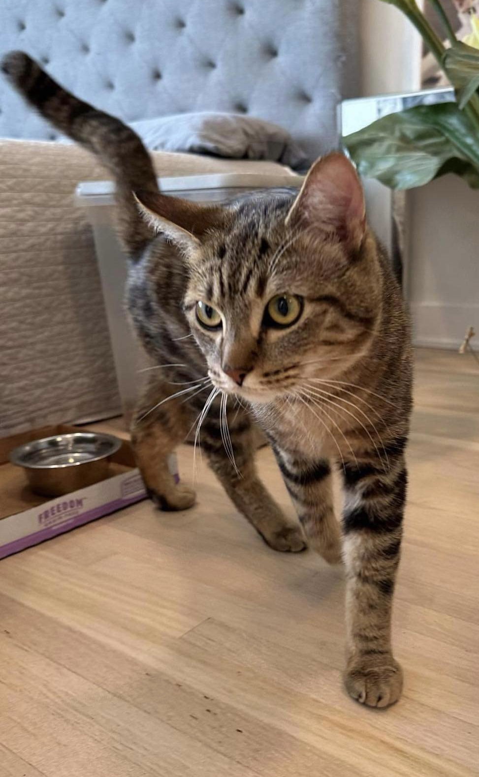 Cats for Adoption in Roseville, Minnesota | Alpha Paw