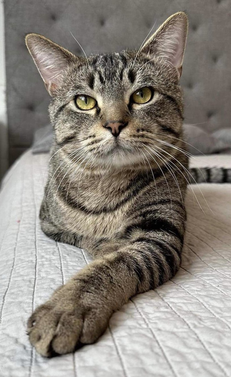 adoptable Cat in Princeton, MN named Brave