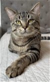 adoptable Cat in princeton, IN named Brave