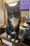 adoptable Cat in princeton, MN named Poika