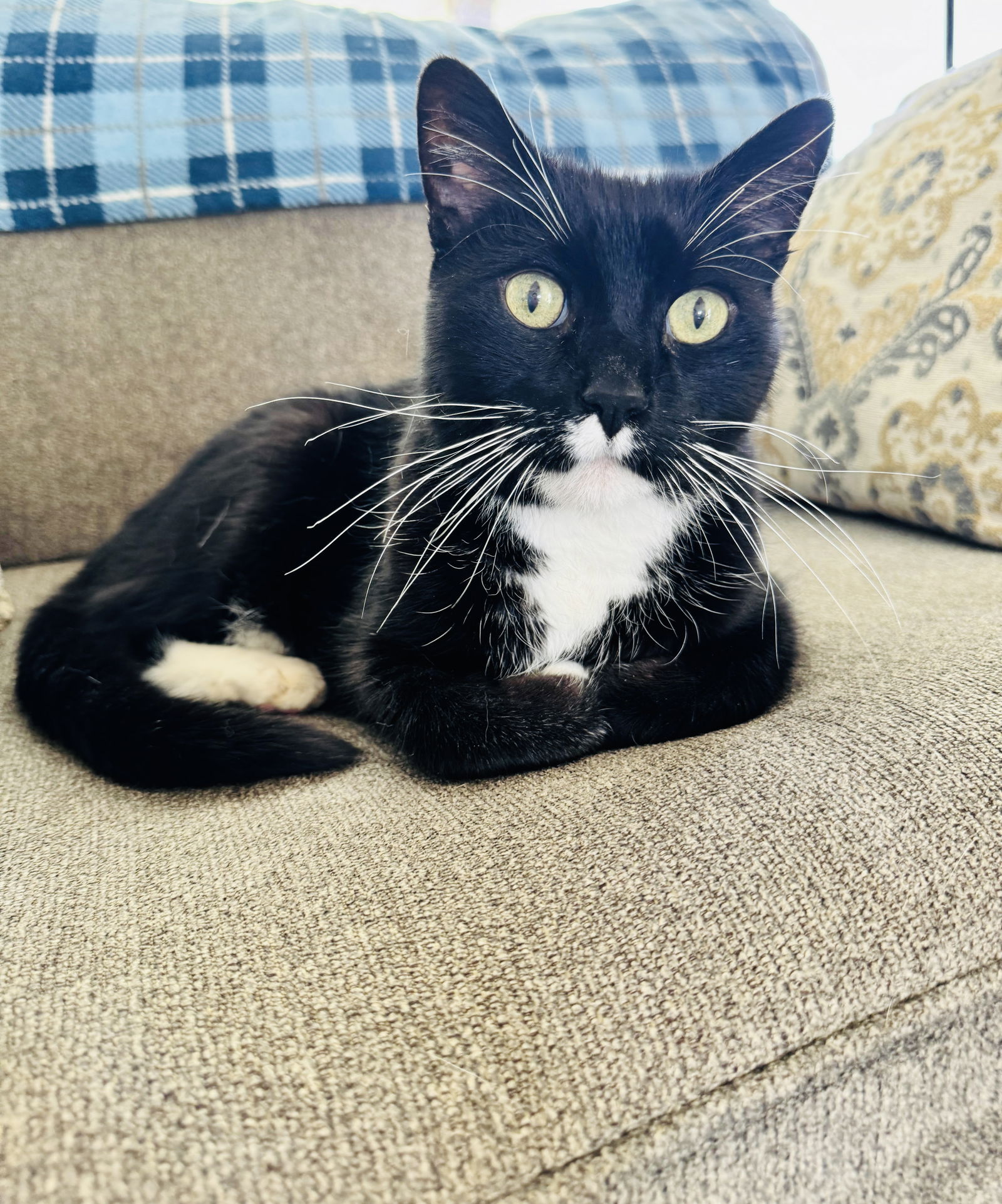 adoptable Cat in Princeton, MN named Poika