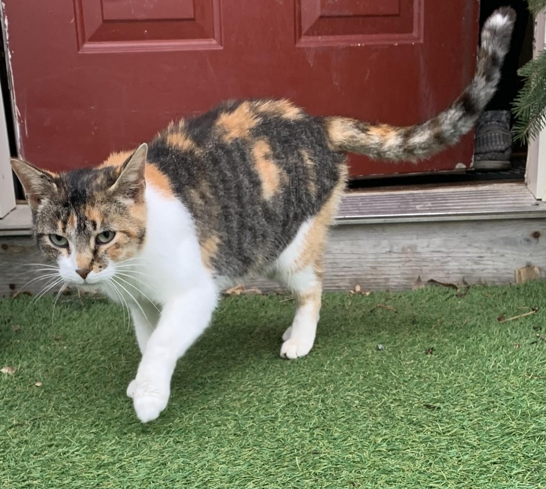 Cats for Adoption in New Hope, Minnesota | Alpha Paw