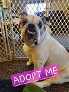 adoptable Dog in princeton, MN named Phyllis