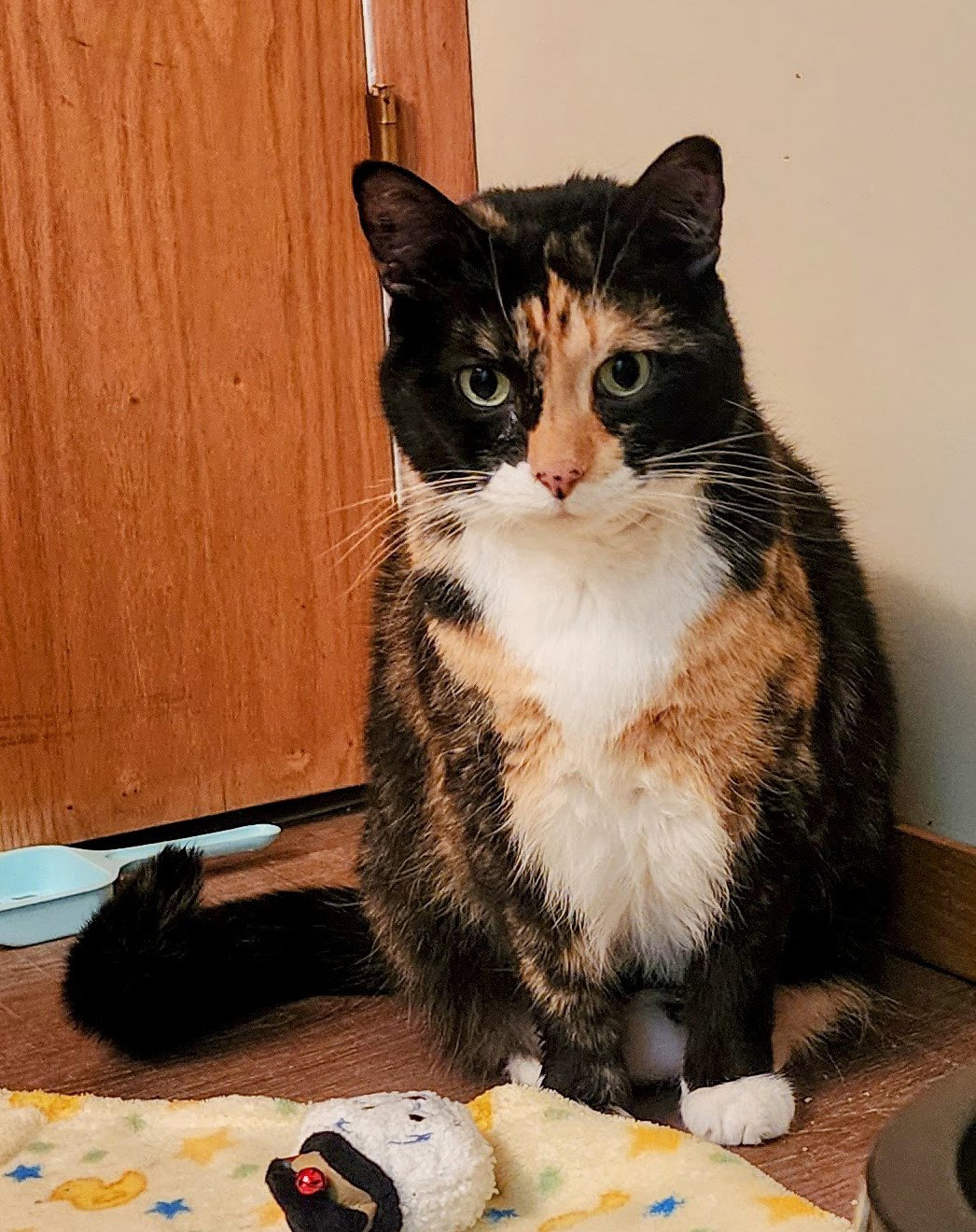 Cats for Adoption in Royalton, Minnesota | Alpha Paw