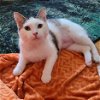 adoptable Cat in princeton, MN named Nola