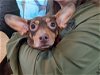 adoptable Dog in princeton, MN named PennyKae