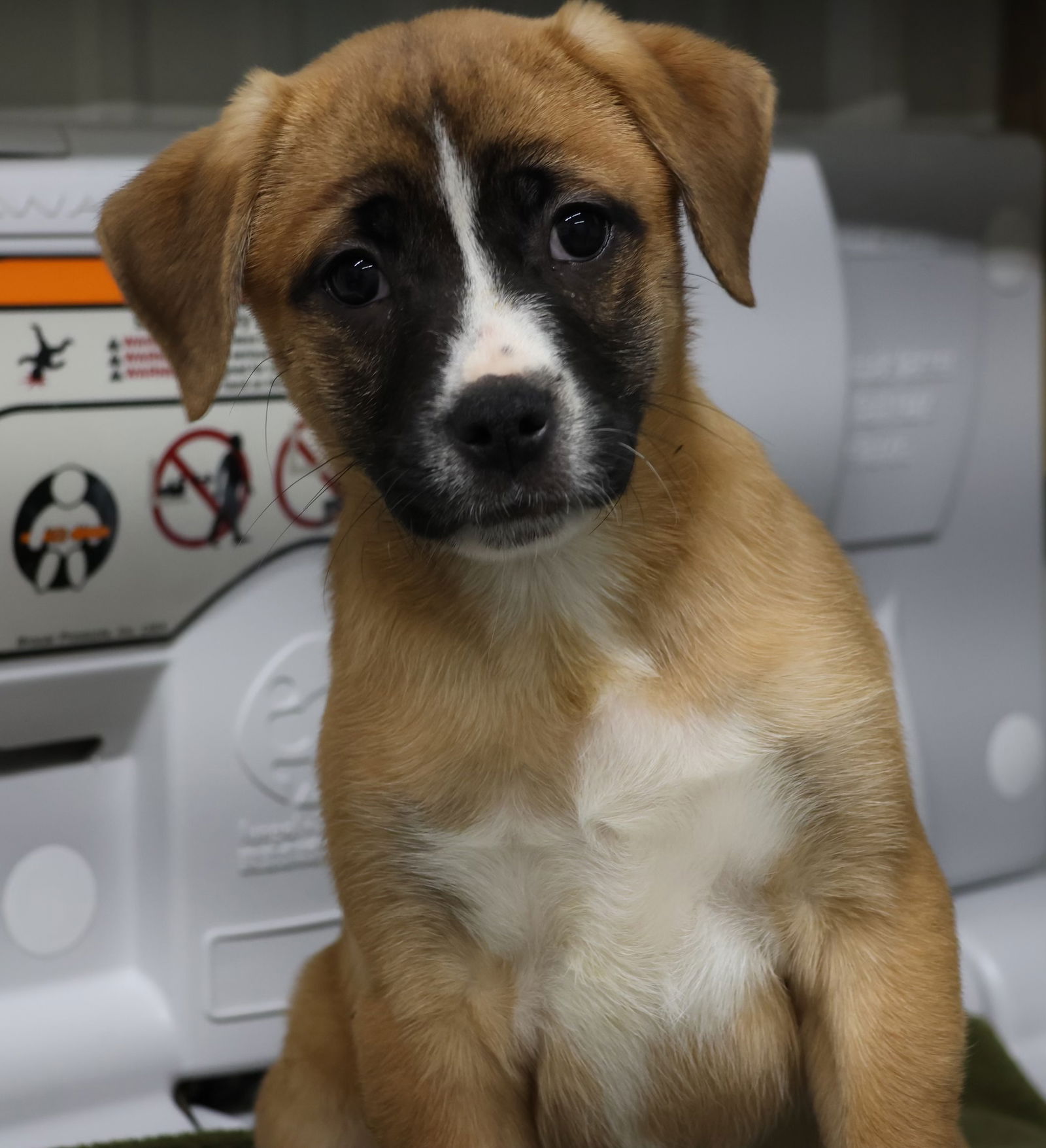 Dog for Adoption - Lou Lou, a Australian Shepherd in Clearwater, MN ...