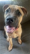 adoptable Dog in princeton, MN named Chewy