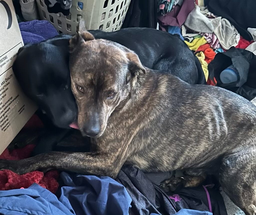 Dog adoption in Princeton, MN 55371 German Shepherd Dog / Pit Bull