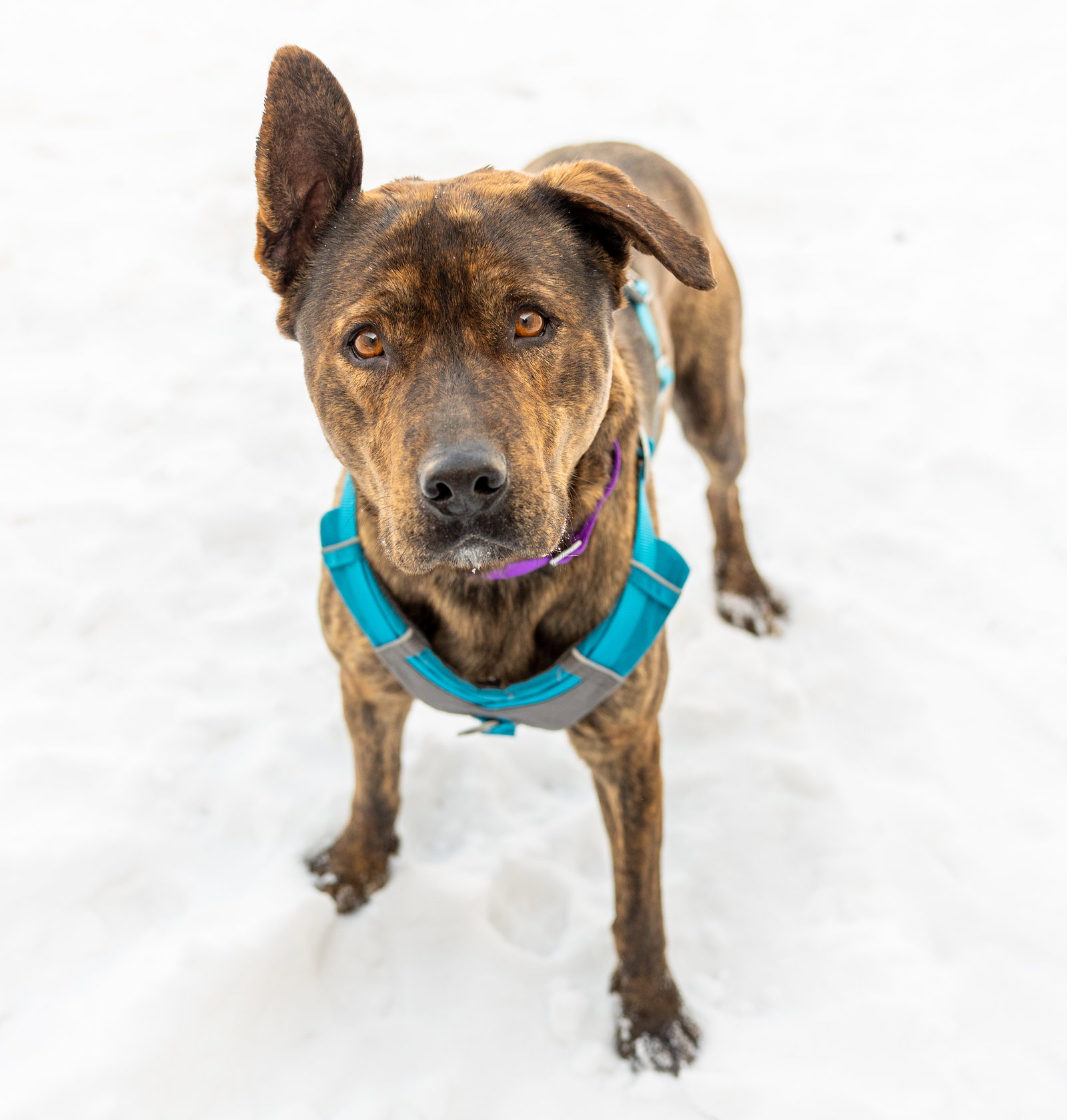 Dog adoption in Princeton, MN 55371 German Shepherd Dog / Pit Bull