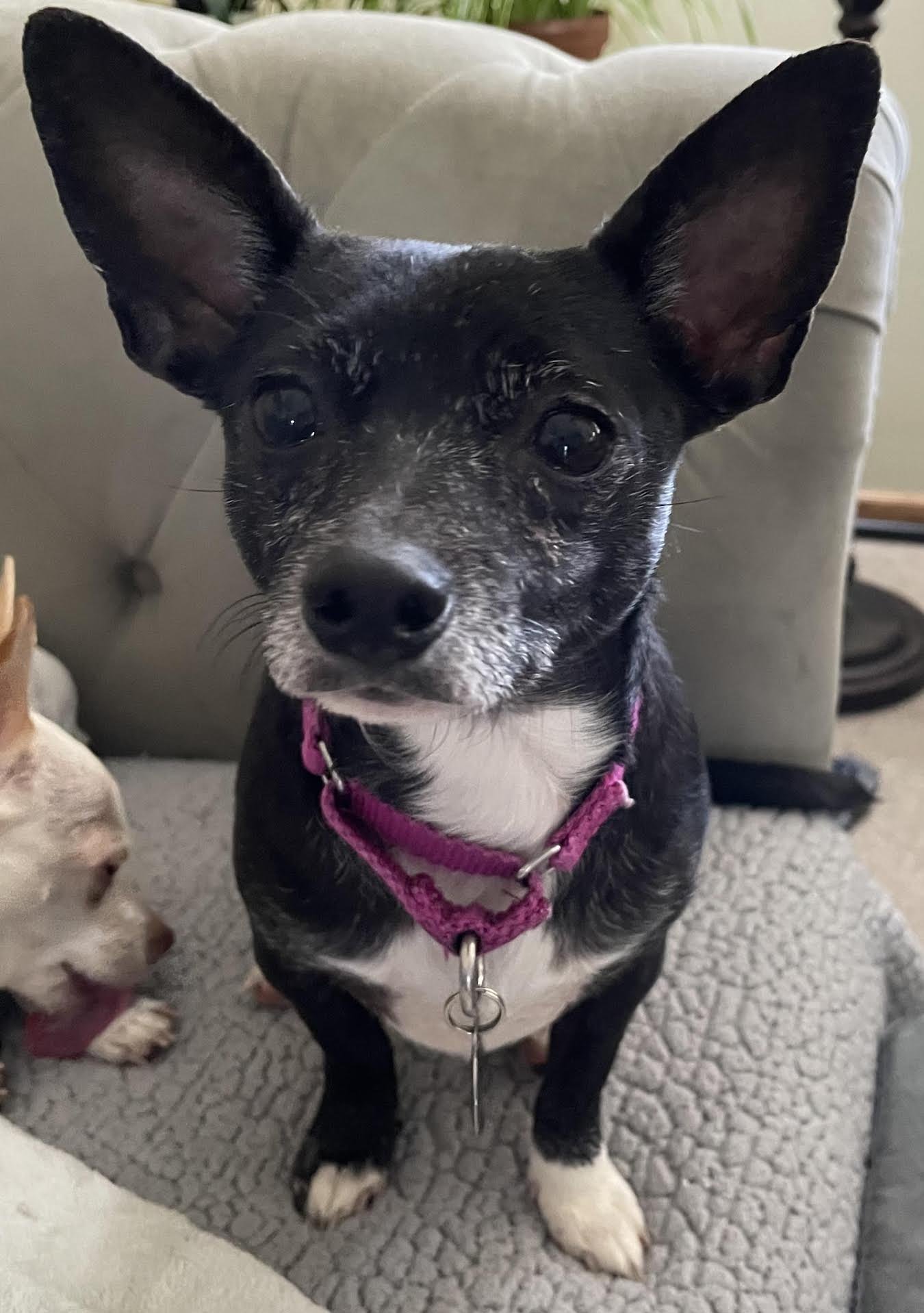 adoptable Dog in Princeton, MN named Sissy