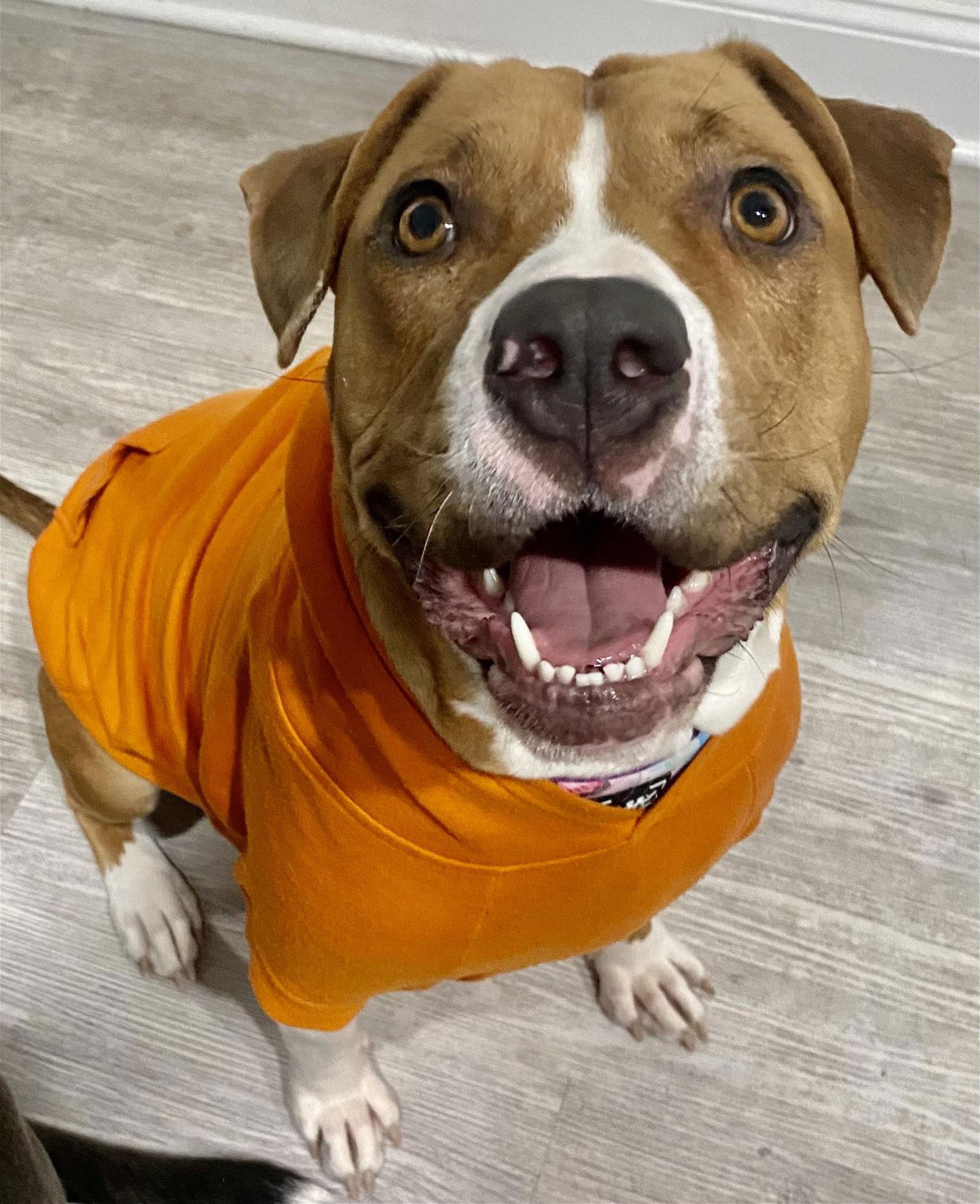 Dog for Adoption - Potato, a Pit Bull Terrier in Brooklyn Park, MN ...