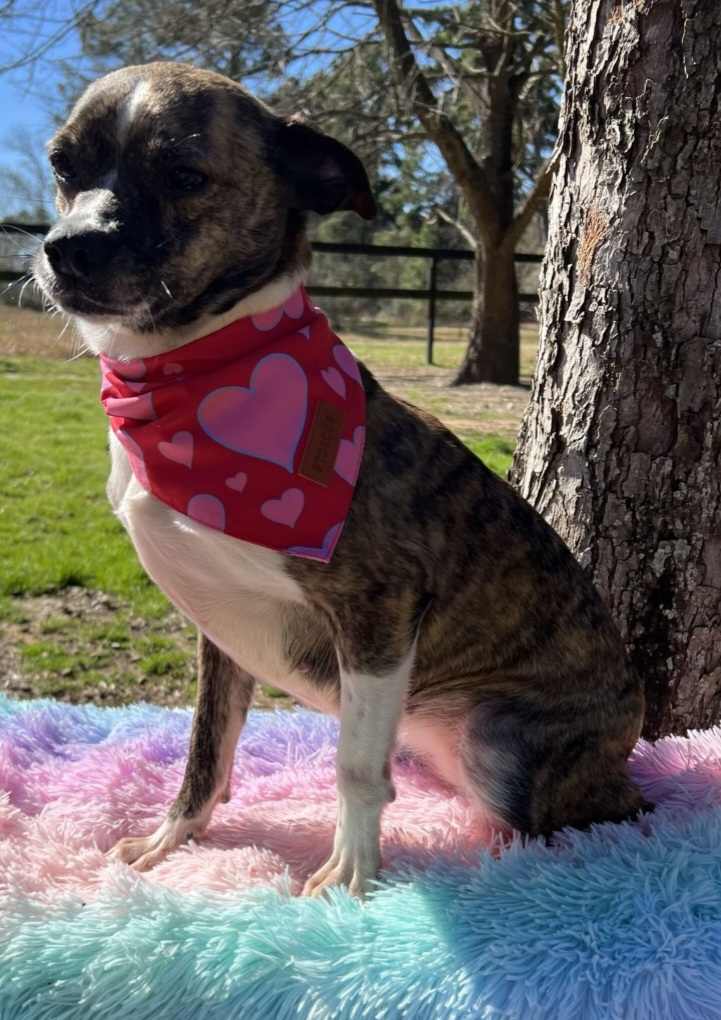 Dog for Adoption - Ruthie, a Rat Terrier in Rice, MN | Alpha Paw