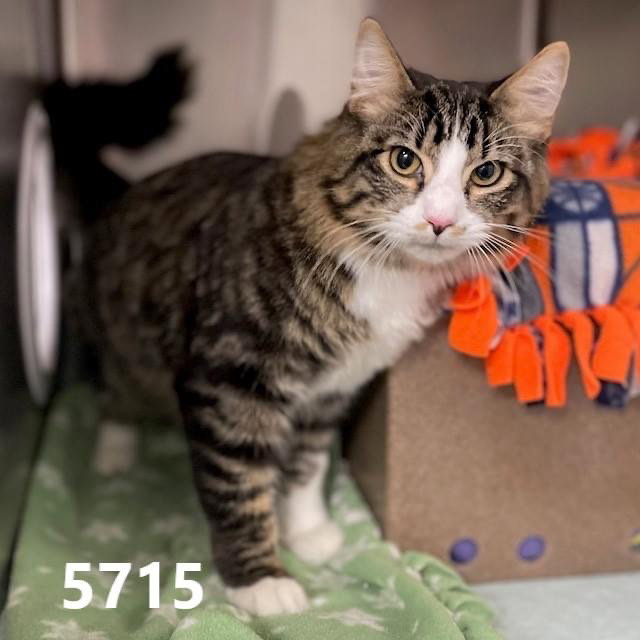 Cats for Adoption in Anoka County, Minnesota Alpha Paw