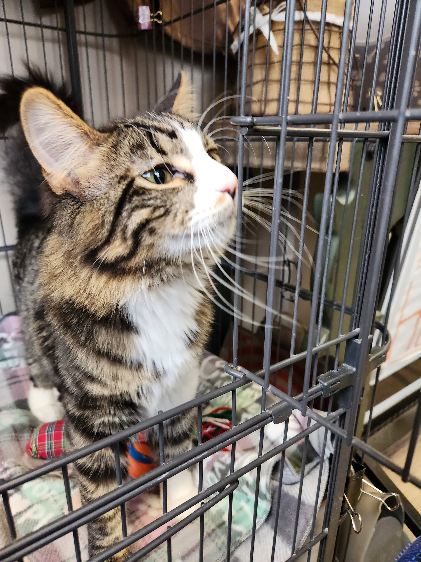 Cats for Adoption in Anoka County, Minnesota Alpha Paw