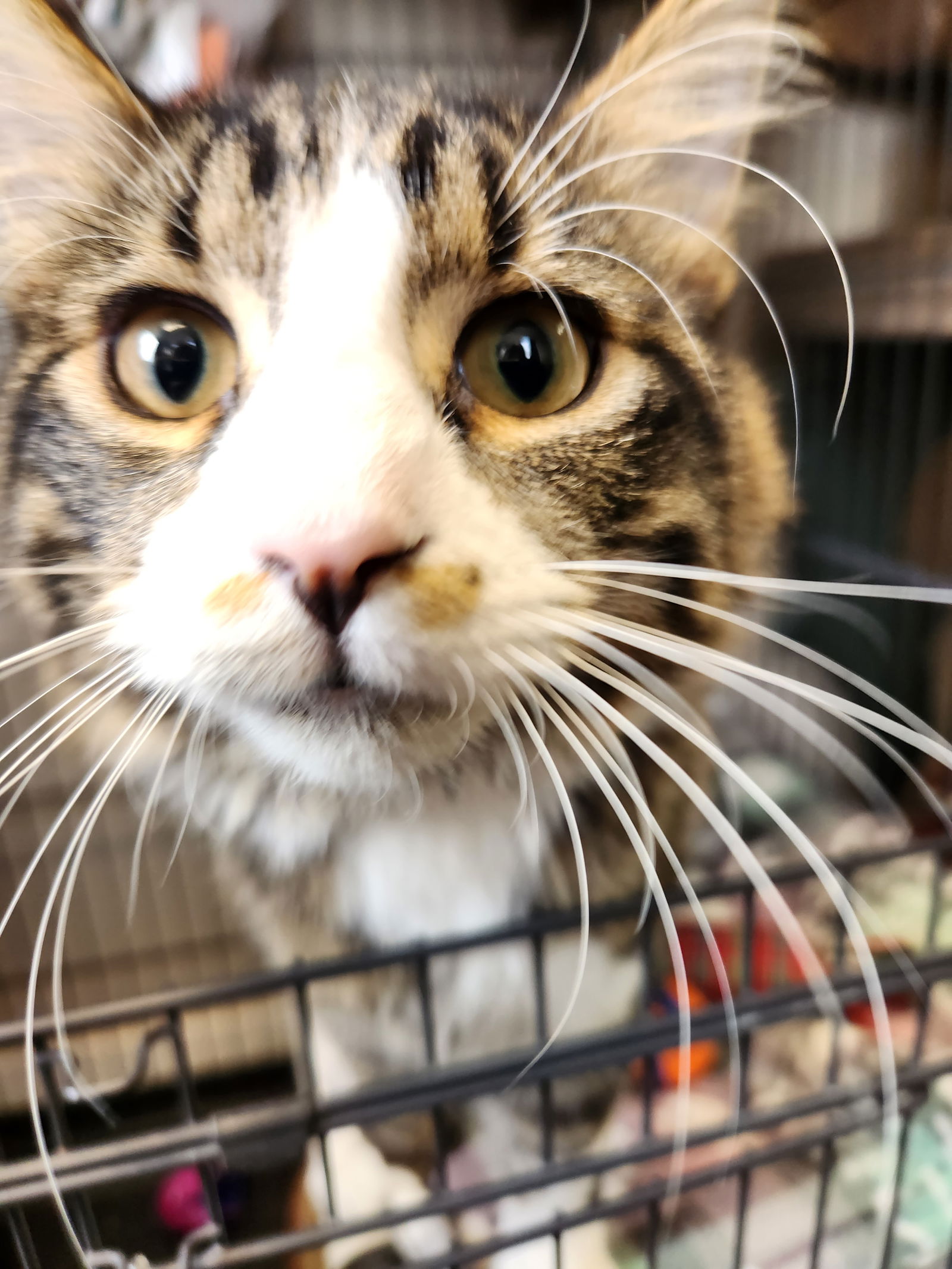 Cats For Adoption In Brooklyn Center, Minnesota | Alpha Paw