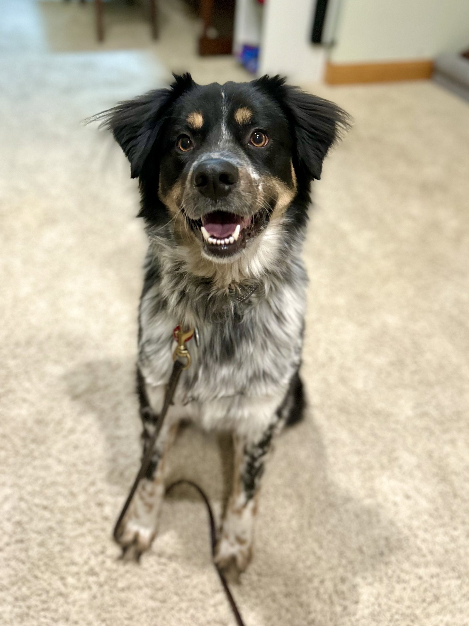 Dog adoption in Annandale, MN 55302 Australian Cattle Dog/Blue Heeler