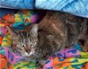adoptable Cat in princeton, MN named Charlotte
