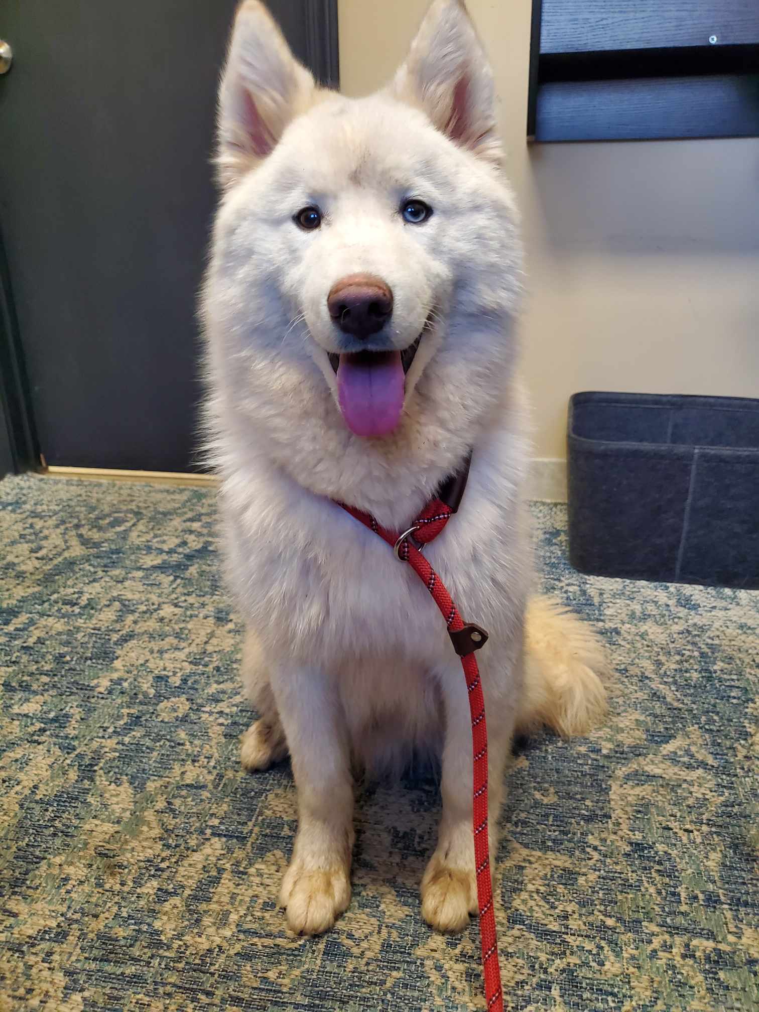 Dog for Adoption - Puff, a Samoyed in Roseville, MN | Alpha Paw