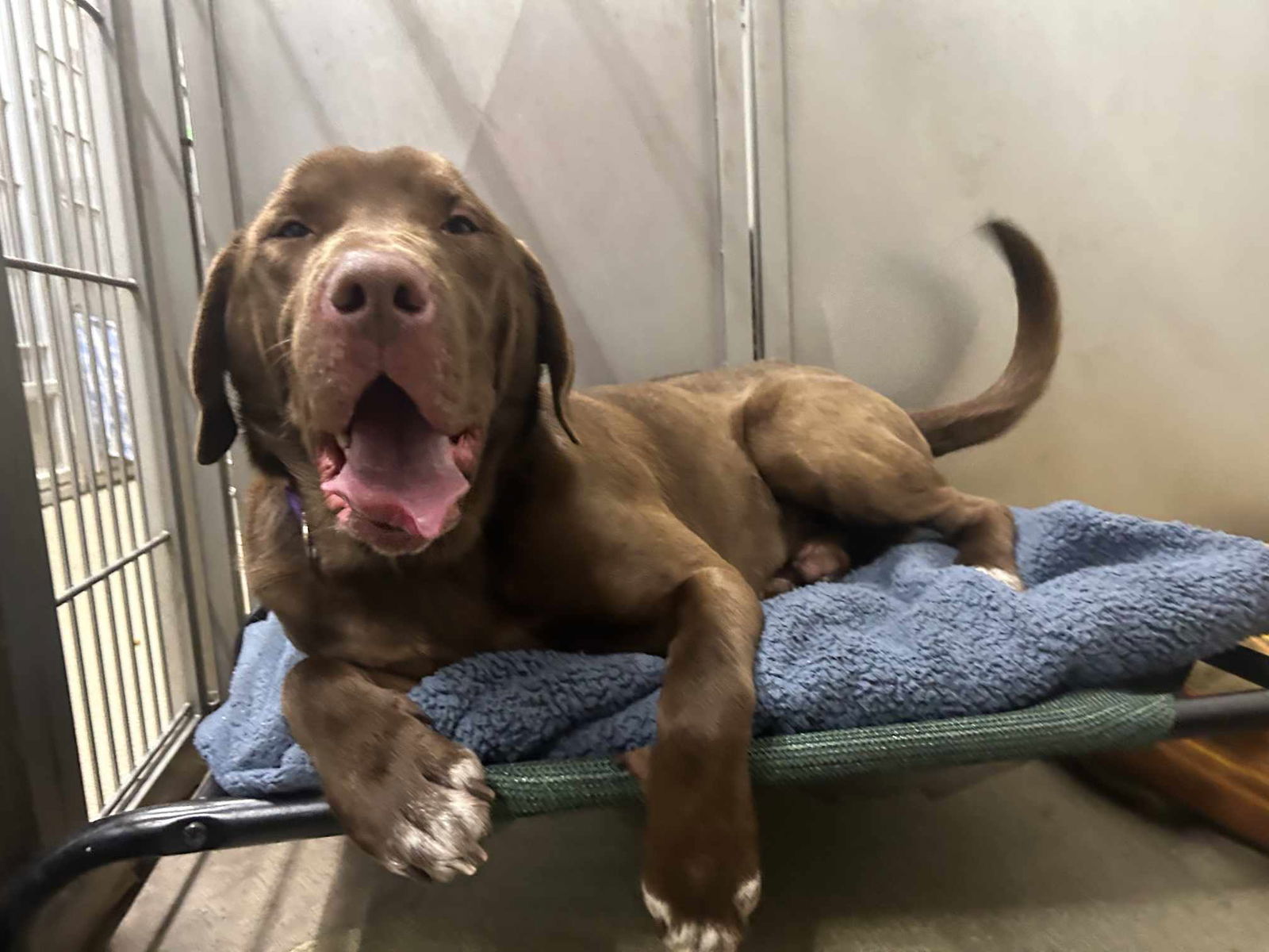 Dog for Adoption - Moose, a Chocolate Labrador Retriever in Brooklyn ...