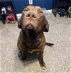 adoptable Dog in princeton, MN named Moose