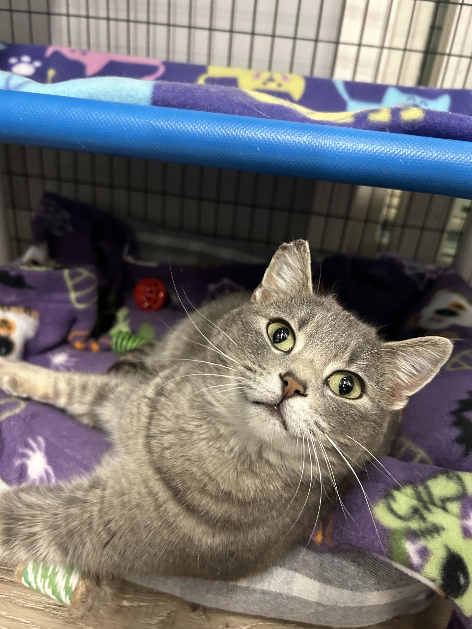Cats for Adoption in Annandale, Minnesota | Alpha Paw